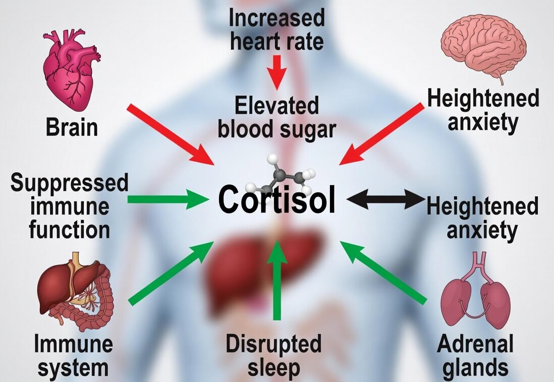 Cortisol, Stress, and Sleep: How Chronic Stress Hijacks Your Circadian Rhythm